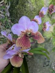 (c) Kevin Faccenda, some rights reserved (CC BY) Vanda sanderiana, photograph (c) Kevin Faccenda, some rights reserved (CC BY)