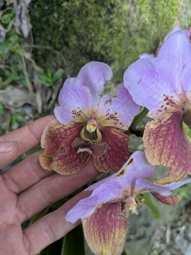 Vanda sanderiana, photograph 2