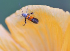 Aetole unipunctella