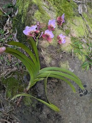(c) Kevin Faccenda, some rights reserved (CC BY) Vanda sanderiana, photograph (c) Kevin Faccenda, some rights reserved (CC BY)