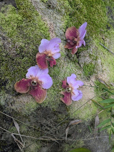 Vanda sanderiana, photograph 3