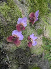 (c) Kevin Faccenda, some rights reserved (CC BY) Vanda sanderiana, photograph (c) Kevin Faccenda, some rights reserved (CC BY)