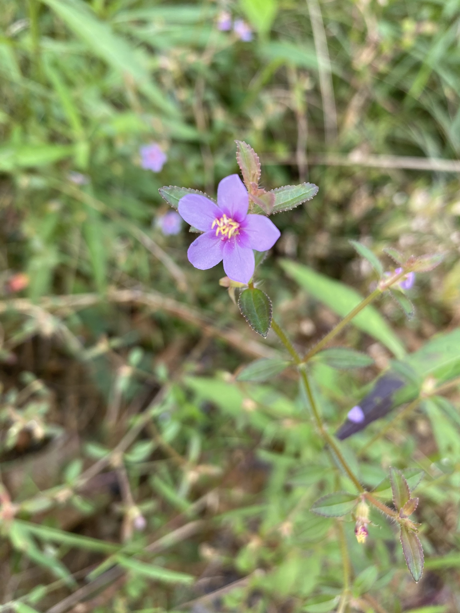 Acisanthera quadrata
