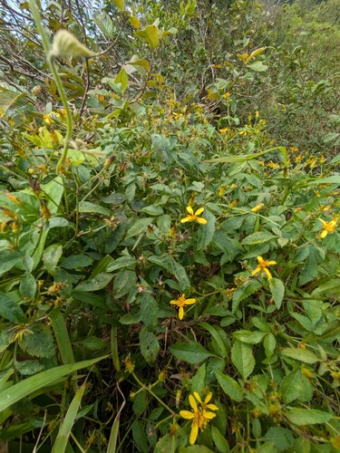 Bidens asymmetrica observed 2025-01-03