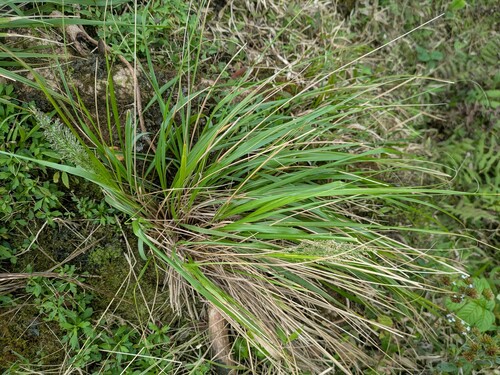 kawelu (Eragrostis variabilis)