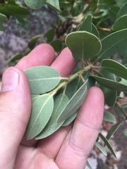 Arctostaphylos pringlei