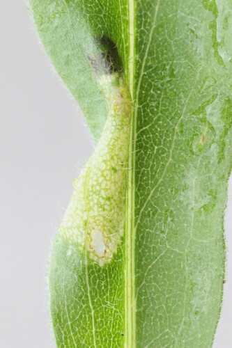 Cremastobombycia solidaginis photographed on goldenrod