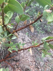 Arctostaphylos pringlei