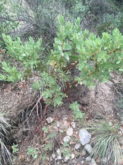 Arctostaphylos pringlei