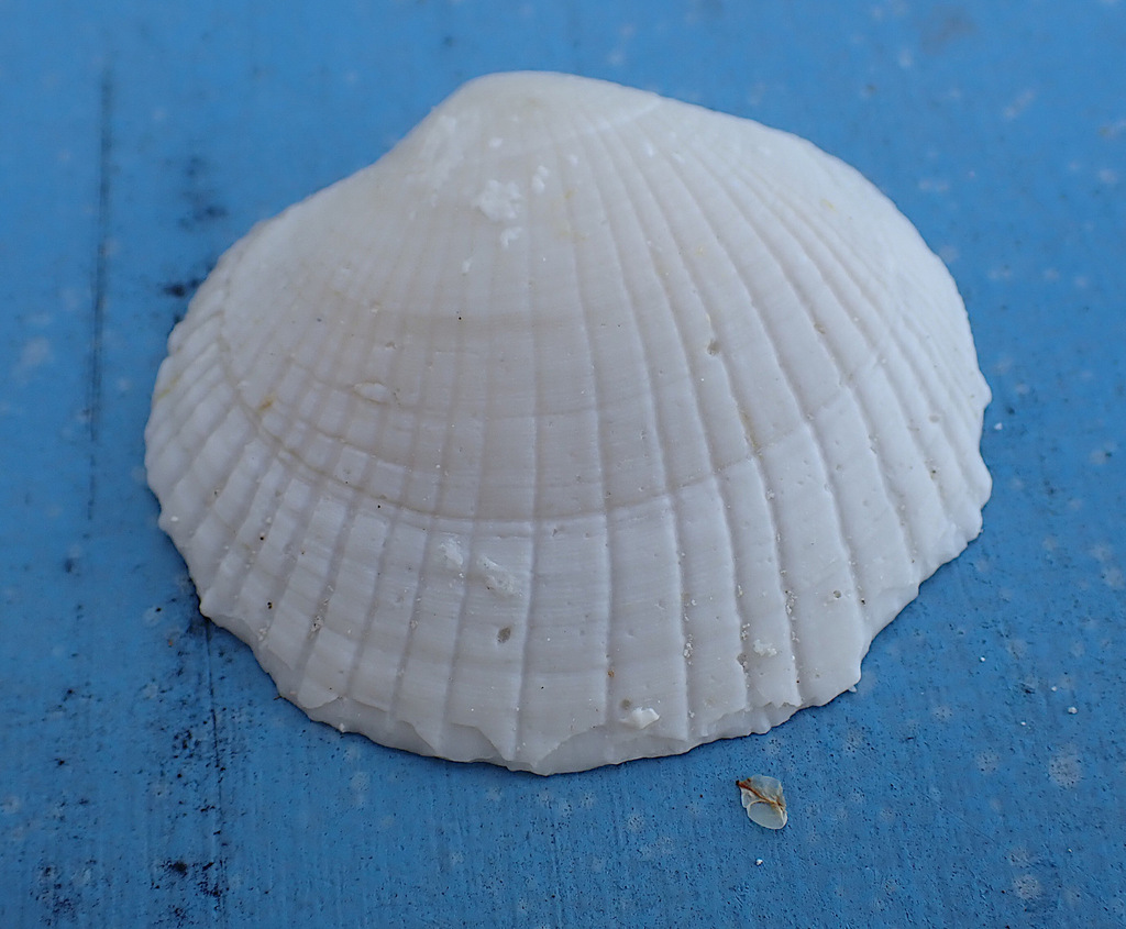 Codakia from Pulu Belan Madar, Bantam Shire of Cocos 6799, Cocos ...