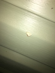 Protodeltote albidula