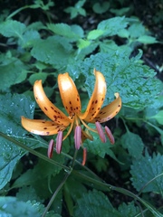 Lilium distichum