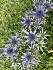 Eryngium bourgatii