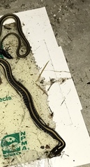 Thamnophis proximus orarius