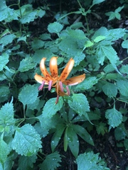 Lilium distichum