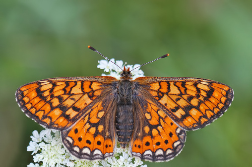 Marsh Fritillary, Kırklareli Merkez/Kırklareli, Türkiye, photo 9 of 10