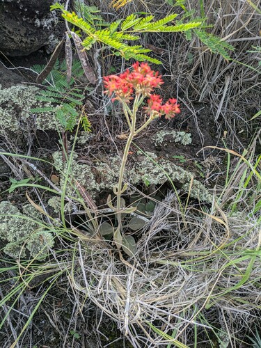 Kalanchoe lateritia, photograph 6
