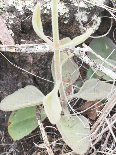 Image of Kalanchoe lateritia by (c) Kevin Faccenda, some rights reserved (CC BY)