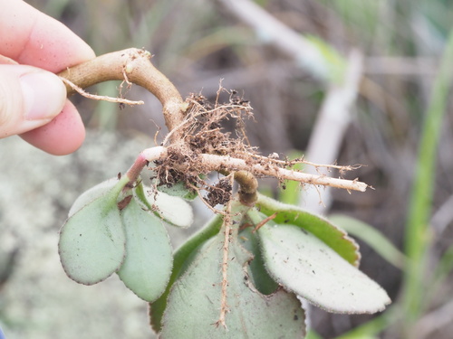 Image of Kalanchoe lateritia by (c) Kevin Faccenda, some rights reserved (CC BY)