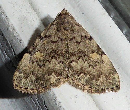 Common Idia Moth, photo 5 of 8