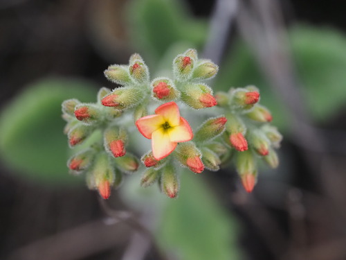 Image of Kalanchoe lateritia by (c) Kevin Faccenda, some rights reserved (CC BY)