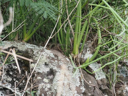Dracaena angolensis