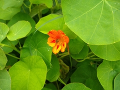 Tropaeolum minus