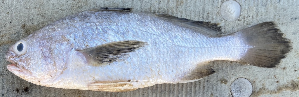 Collette's Stardrum