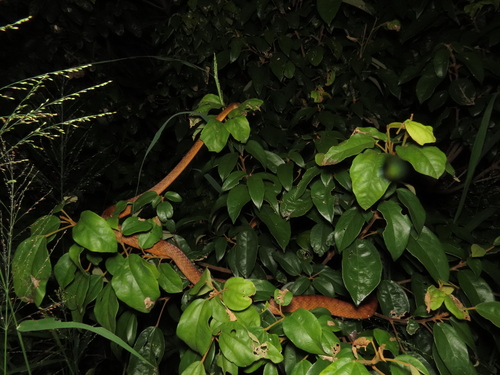 Brown Tree Snake sighting