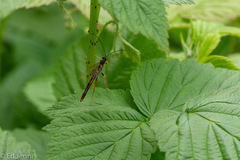 Megarhyssa nortoni