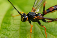 Megarhyssa nortoni