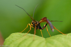 Megarhyssa nortoni