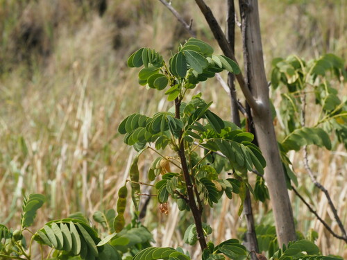 Senna surattensis