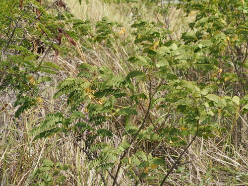 Senna surattensis
