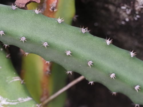 Selenicereus pteranthus