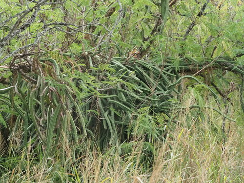 Selenicereus pteranthus, photograph 5
