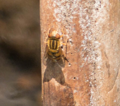 Parhelophilus laetus