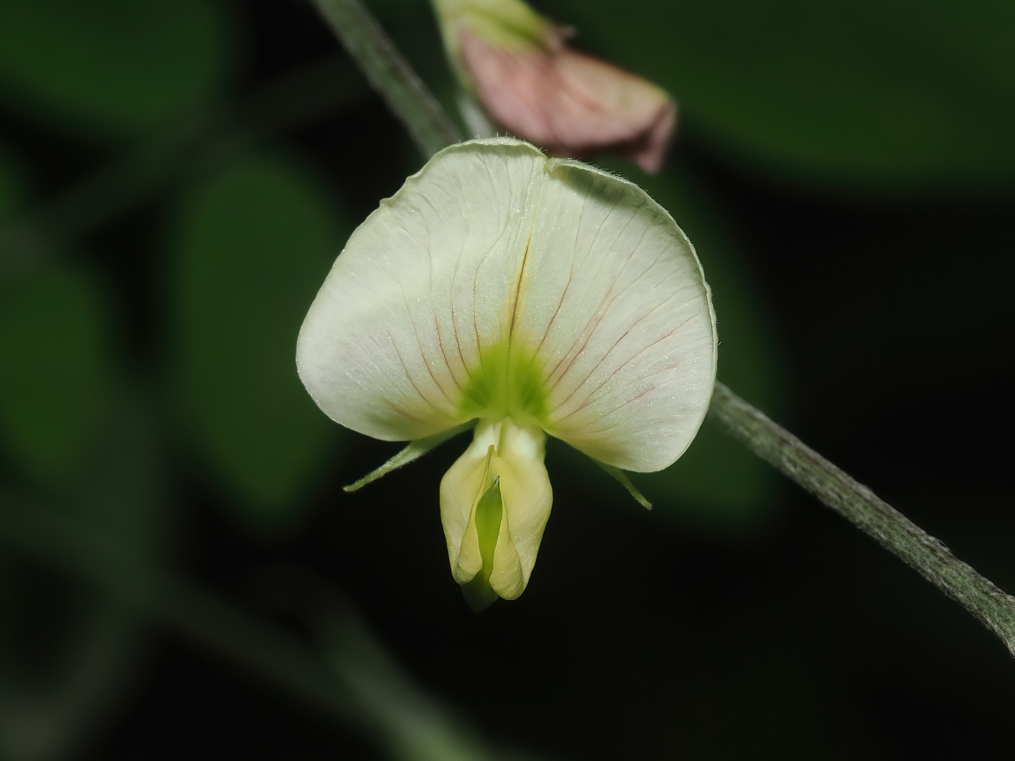 Coursetia caribaea