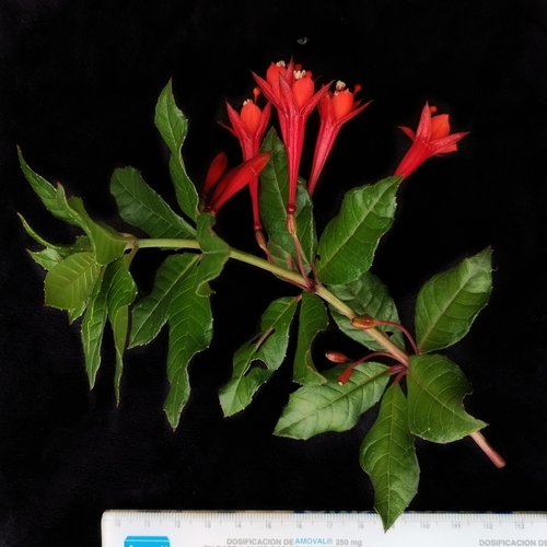 Fuchsia vulcanica, photograph 2