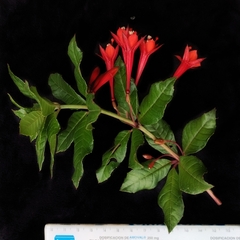 Fuchsia vulcanica, photograph (c) Esteban Poveda, some rights reserved (CC BY)