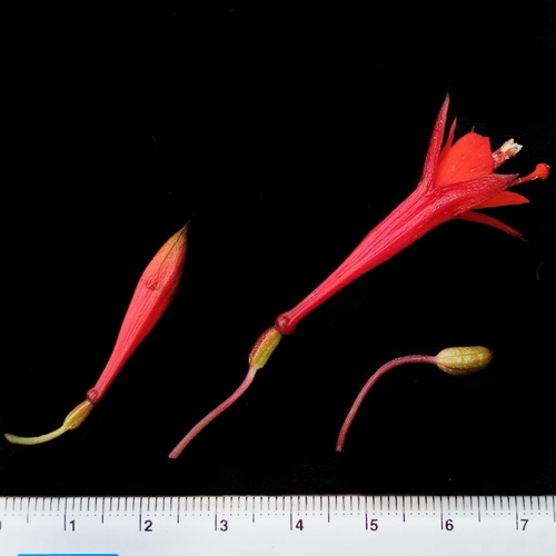 Image of Fuchsia vulcanica by (c) Esteban Poveda, some rights reserved (CC BY)