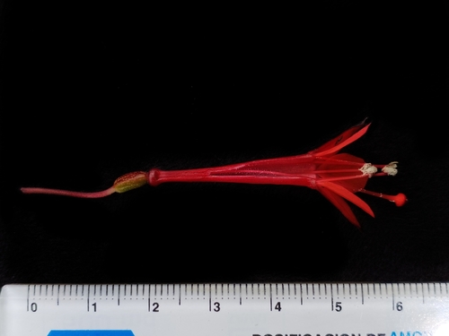 Image of Fuchsia vulcanica by (c) Esteban Poveda, some rights reserved (CC BY)