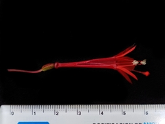 Fuchsia vulcanica, photograph (c) Esteban Poveda, some rights reserved (CC BY)