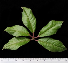 Fuchsia vulcanica, photograph (c) Esteban Poveda, some rights reserved (CC BY)