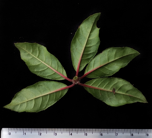 Fuchsia vulcanica, photograph 6