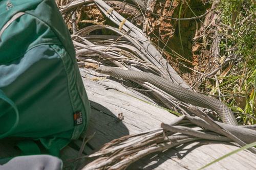 Eastern Brown Snake sighting