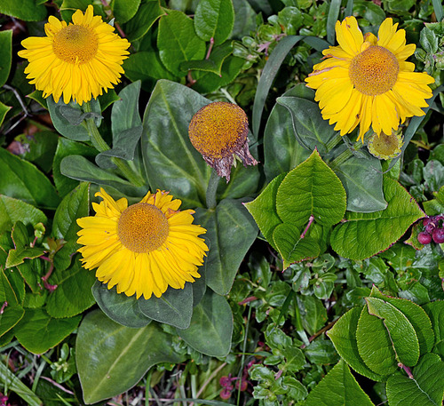 Helenium bolanderi