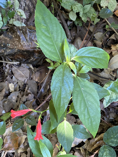Foto de Trepadeira-vermelha