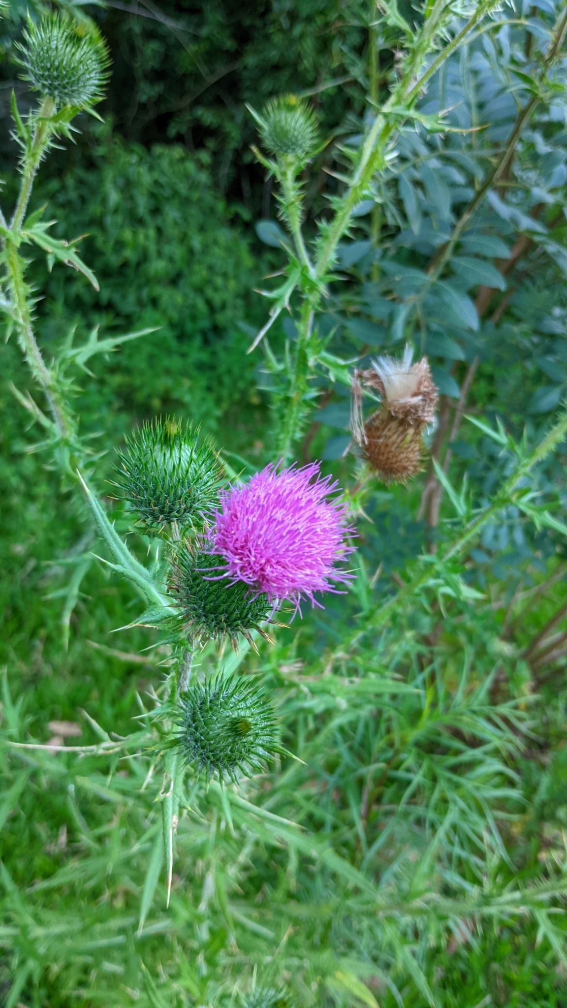 Cirsium vulgare