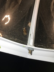 Olethreutes tilianum